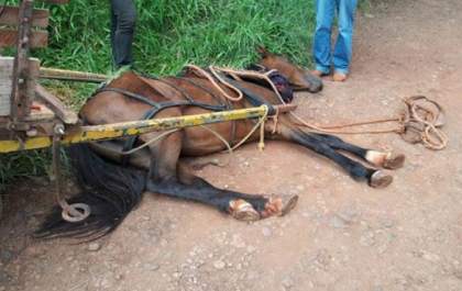 Lei municipal prevê multas para maus tratos, crueldade ou desleixo com animais domésticos em Três Lagoas