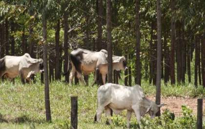 Reflore/MS e IAGRO se unem e adotam medidas contra a invasão de gado em fazendas de florestas plantadas