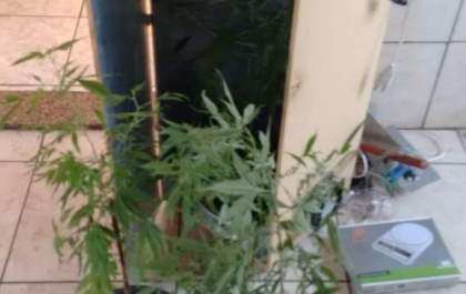 10 estudantes da UNESP que cultivavam maconha são presos