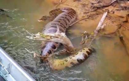 Sucuri de barriga cheia impressiona pescadores em rio de MS