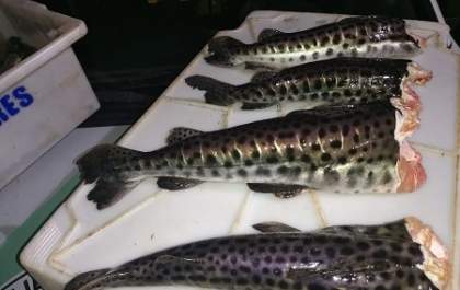 PM Ambiental flagra homens com peixes apresentando tamanhos inferiores ao permitido por lei