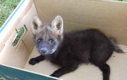 Moradora de MS encontra filhote de lobo-guará ferido no quintal de casa