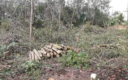 Empresa é multada em R$ 6,6 mil pelo corte de 22 árvores nativas sem autorização ambiental