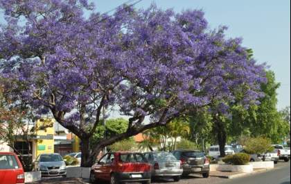 Primavera em Três Lagoas inicia com temperaturas de até 34º C