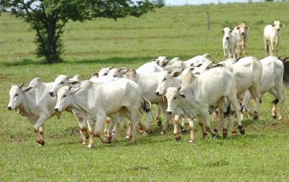 DIG recupera 26 vacas de leite furtadas de estância em Andradina: quadrilha age na região