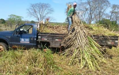 Diretoria de agronegócio fortalece união entre proprietários rurais para doação e plantação de cana-de-açúcar