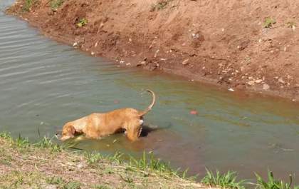 Cães soltos na Lagoa Maior preocupam prefeitura de Três Lagoas
