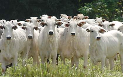 TL tem o 5º rebanho Linha fina - de gado de Mato Grosso do Sul, com 629,3 mil animais