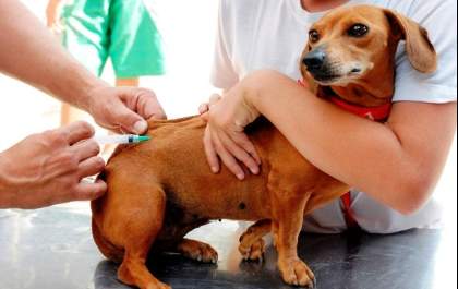 Dia de Vacinação Antirrábica de cães e gatos será neste sábado (29), das 8h às 17h