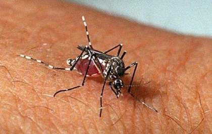 Casos de dengue caem, mas zika e chikungunya triplicam em 2018