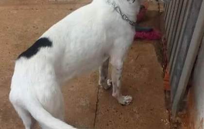 Misteriosamente cachorro desaparece de residência no jardim Maristela