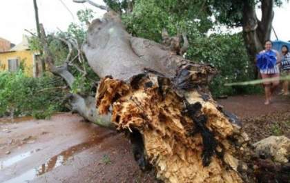 Temporal tem vento de 73km/h, queda de árvore e bairros da Capital sem energia