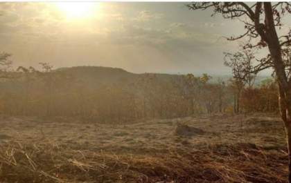 Desmatamento por extinguir mais de mil espécies de plantas do Cerrado