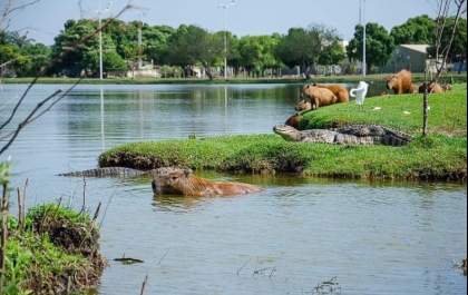 Prefeitura e Embrapa iniciam retirada dos jacarés da Lagoa Maior nesta semana
