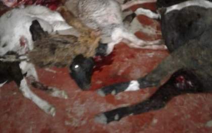 Produtor rural encontra dezenas de animais mortos brutalmente em propriedade