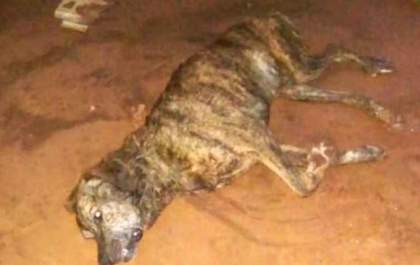Ataque de abelhas fere moradores e deixa cachorros mortos