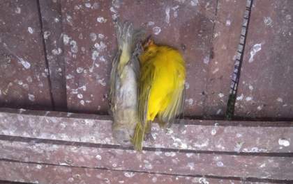 Polícia Ambiental encontra aves que eram mantidas em cativeiro