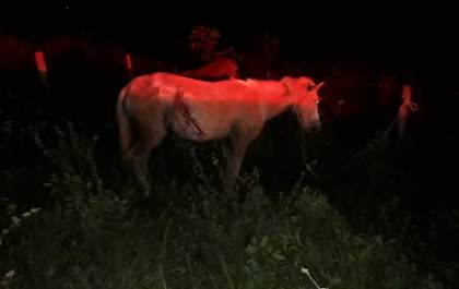 Cavalo solto na pista causa acidente na BR-262