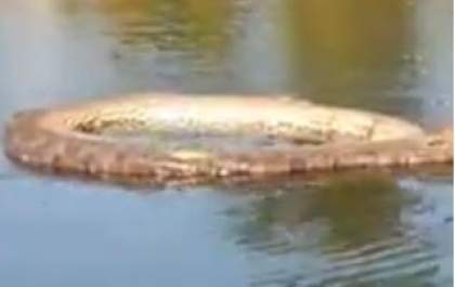 Sucuri é encontrada por internauta na região da Cascalheira em Três Lagoas