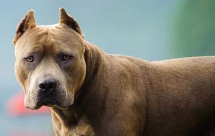 Idoso é atacado por pitbull em rodovia de Araçatuba