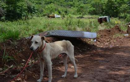 Caminhonete perde o freio, sai da pista e passageiros se jogam de veículo