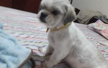 Família reencontra cachorro que caiu de caminhão durante mudança para Pernambuco