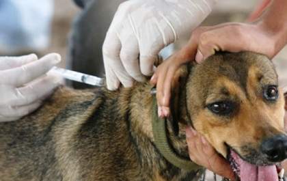 CCZ vacina 89 cães e 20 gatos contra a raiva no Distrito de Arapuá