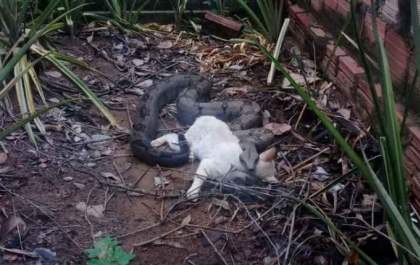 Jiboia de 2 metros invade casa e come gato de estimação da família