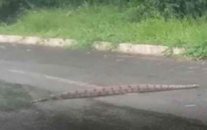Cobra para o trânsito em rua de Campo Grande